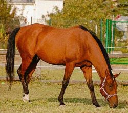 * v boxoch v klasickom prevedení (rozmer 3,5 x 4,5 m, napájačka) 
 * v pastevných  elektrických výbehoch