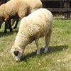 Od apríla do októbra sú ovce pasené na našich lúkach a pasienkoch, ktoré sú každý rok kvalitným zdrojom pre výrobu tradičných výrobkov z ovčieho mlieka: (ovčí syr, bryndza, údený syr, oštiepky, žinčica, parenice, niťovky),